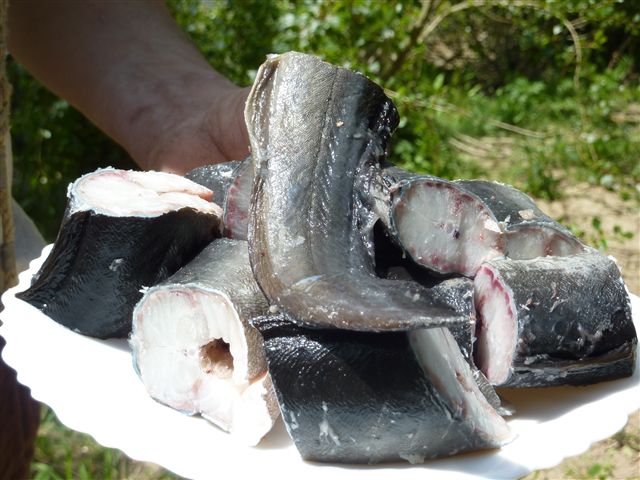 plan de site avec un plat d'anguille