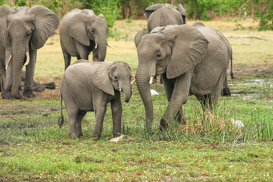Éléphants, Troupeau, Famille, Veau, Mère Et Enfant